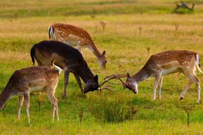 Damherten in de Amsterdamse Waterleiding Duinen september 2023