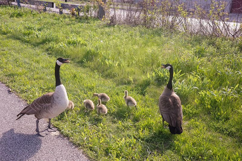 Geese w/Their Babies
