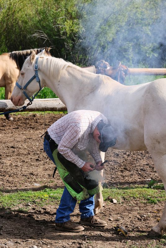 Farrier