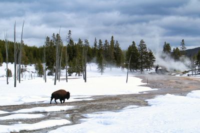 Winter Bison