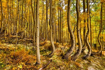 Dancing Aspens