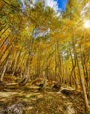 Dancing Aspens