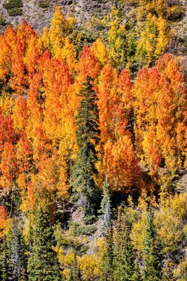 Kick aspens