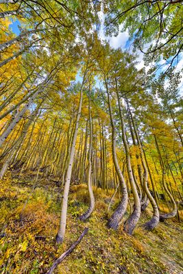Dancing Aspens