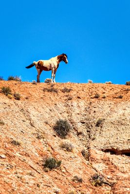 Wild and Watchful
