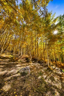 Dancing Aspens