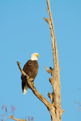 IMG_0375.JPG