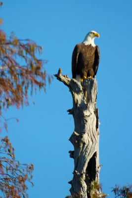 reelfoot_lake_2024