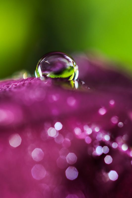 Perle mauve - Purple Pearl