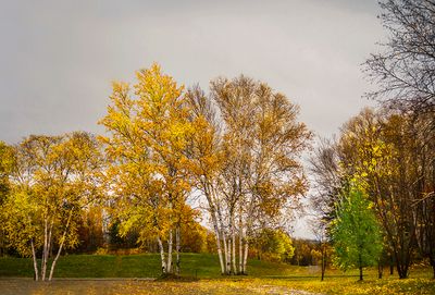 Bouleaux -Birches