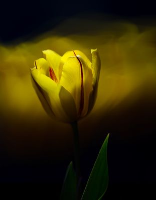 Essence of a Tulip