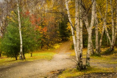 Abitibi en automne - Abitibian Fall