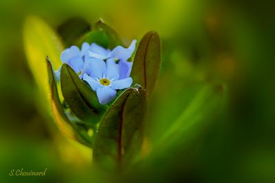 Petites bleues - Little blues