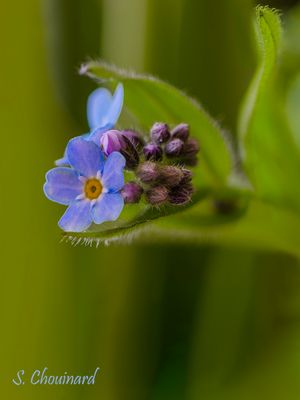 Myosotis - Forget-me-not