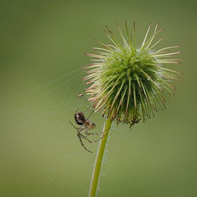 Spider making his web.jpg