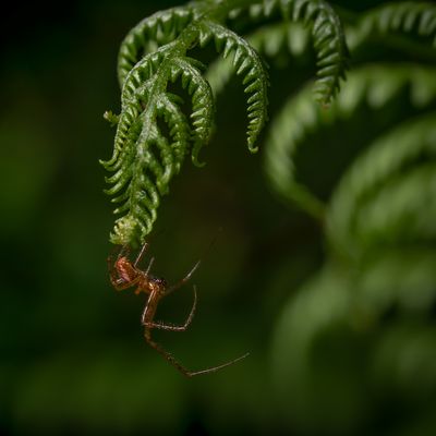 Spider on ferns 2.jpg