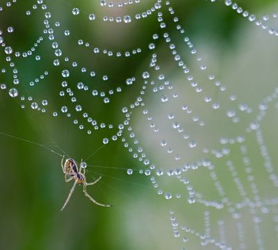 Spider and her pearls.jpg