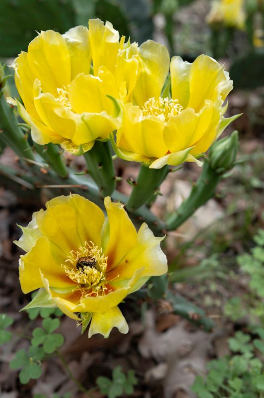 Pricklypear