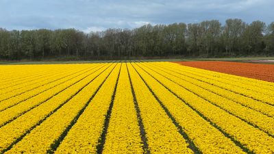 Spring in Holland