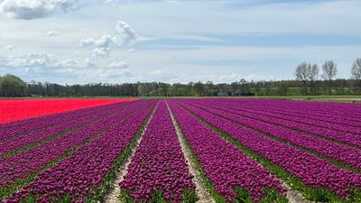 Spring in Holland