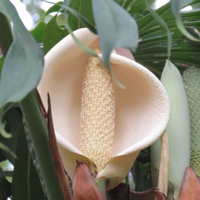 ananas-banana