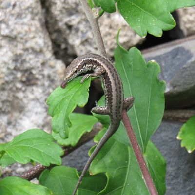 Madeirahagedis 