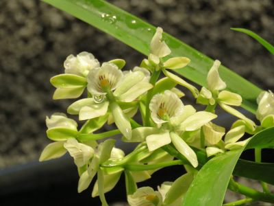 Trip naar Monte en Botanische tuin