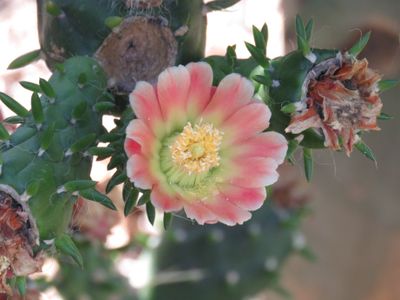 Trip naar Monte en Botanische tuin 
