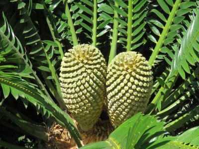 Trip naar Monte en Botanische tuin 