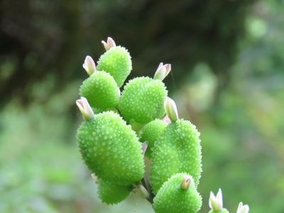 Trip naar Monte en Botanische tuin
