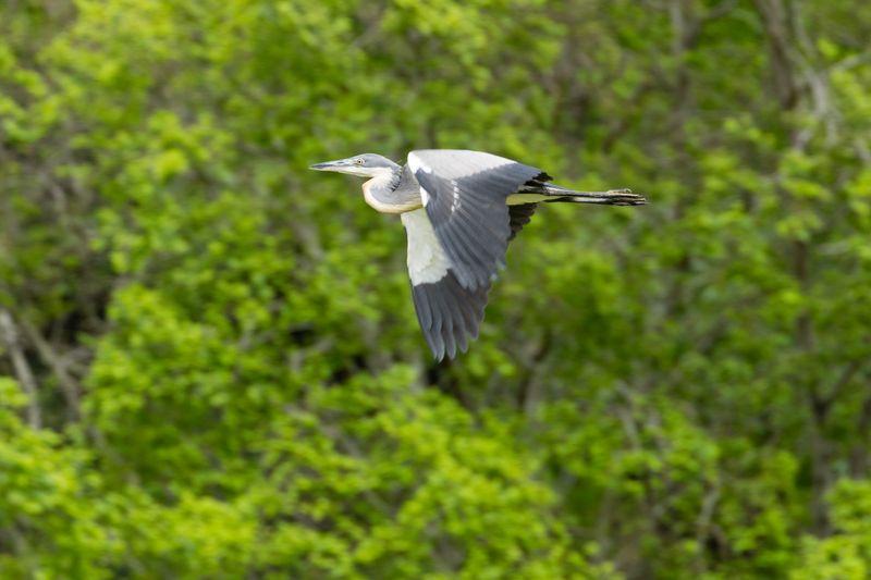 Black-headed Heron (Ardea melanocephala)