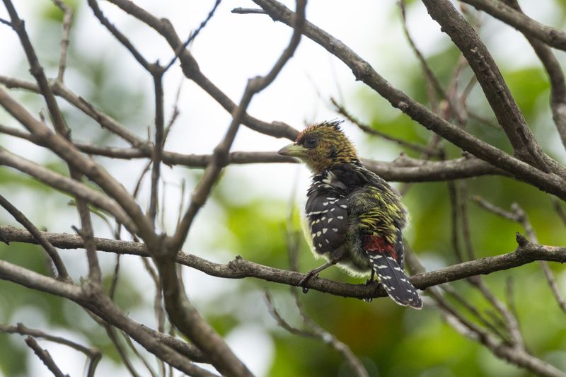 Crested Barbet (Trachyphonus vaillantii)
