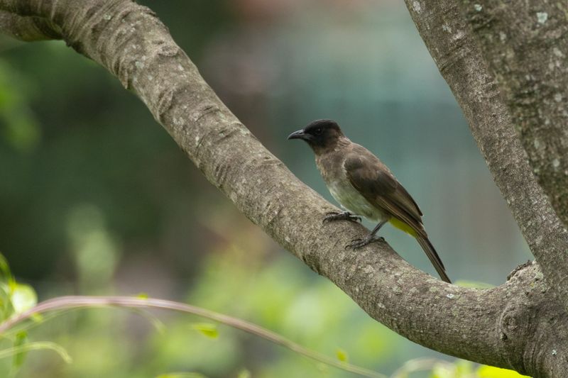Dark-capped Bulbul (Pycnonotus tricolor)