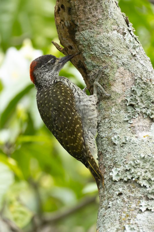 Golden-tailed Woodpecker (Campethera abingoni)