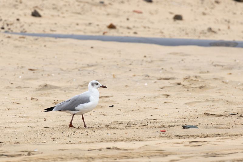 Grey-headed Gull (Chroicocephalus cirrocephalus)
