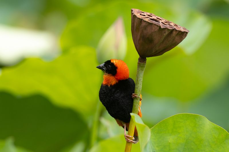 Southern Red Bishop (Euplectes orix)