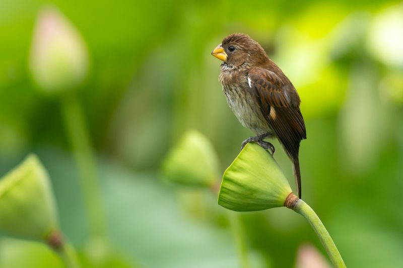 Thick-billed Weaver (Amblyospiza albifrons)
