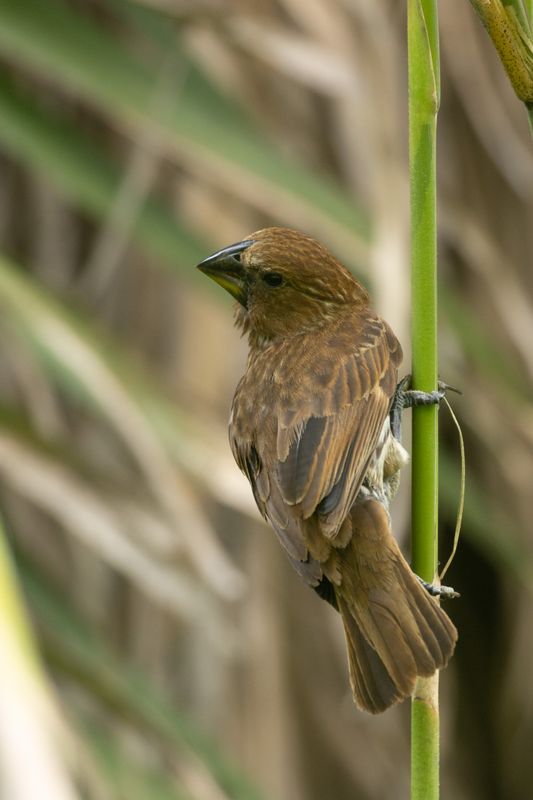 Thick-billed Weaver (Amblyospiza albifrons)