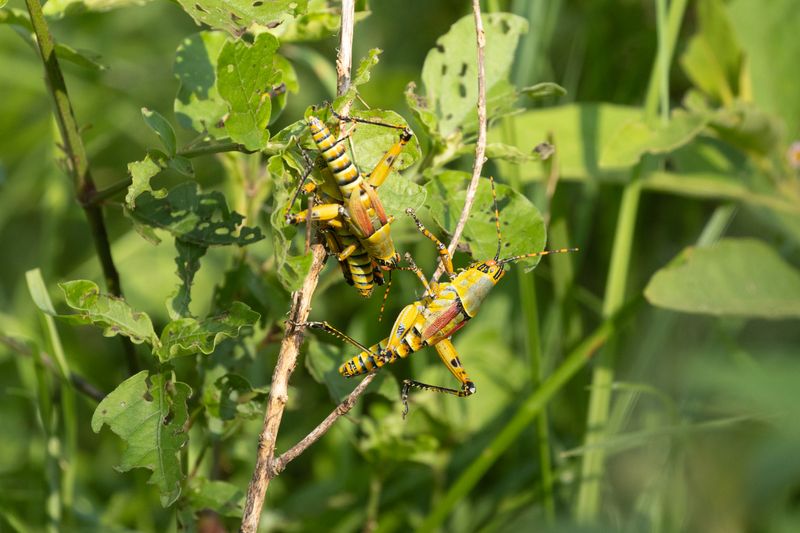 Grasshoppers