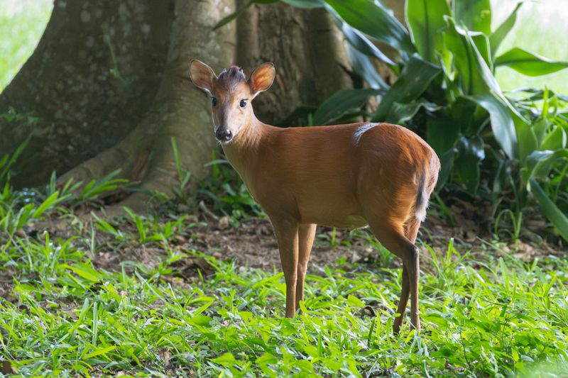 Natal Red Duiker (Cephalophus natalensis)