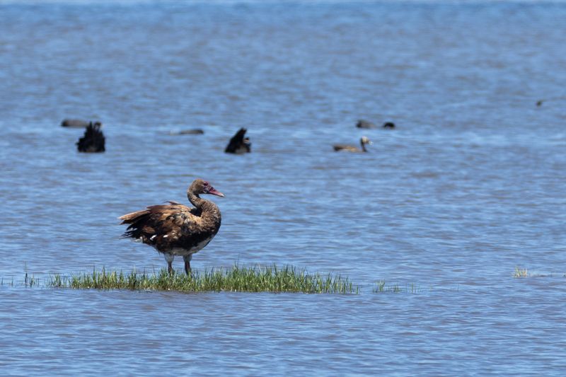 Spur-winged Goose (Plectropterus gambensis)