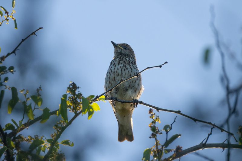 Violet-backed Starling (Cinnyricinclus leucogaster)
