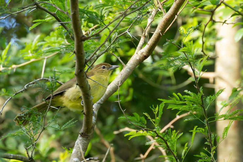 Yellow-bellied Greenbul (Chlorocichla flaviventris)