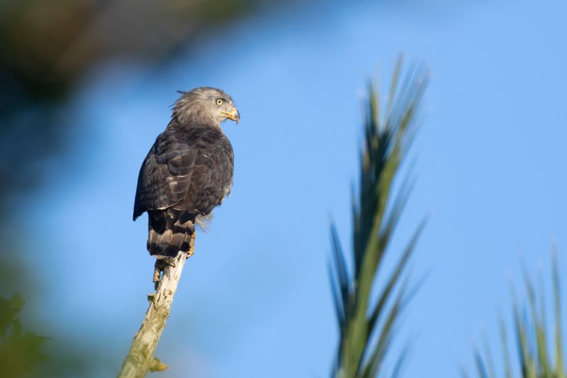 Southern Banded Snake Eagle (Circaetus fasciolatus)