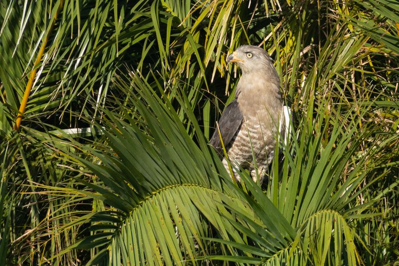 Southern Banded Snake Eagle (Circaetus fasciolatus)