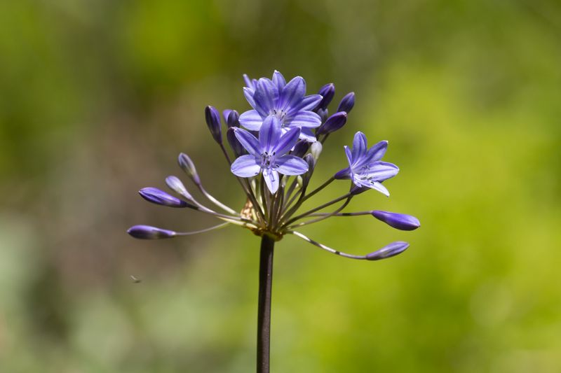 Bell Agapanthus (Agapanthus campanulatus)