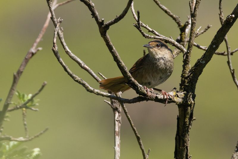 Barratts Warbler (Bradypterus barratti)