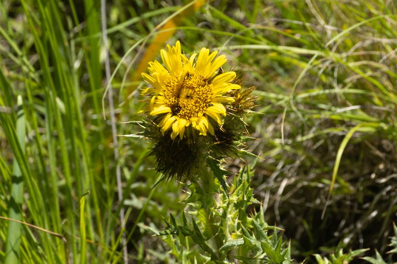 Cirsiifolia Thistle (Berkheya cirsiifolia)