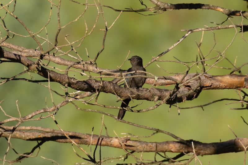 Black Cuckoo (Cuculus clamosus)
