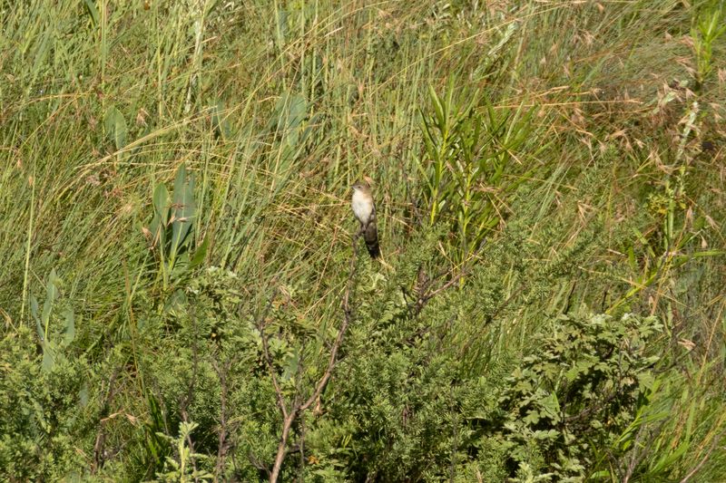 Fan-tailed Grassbird (Catriscus brevirostris)